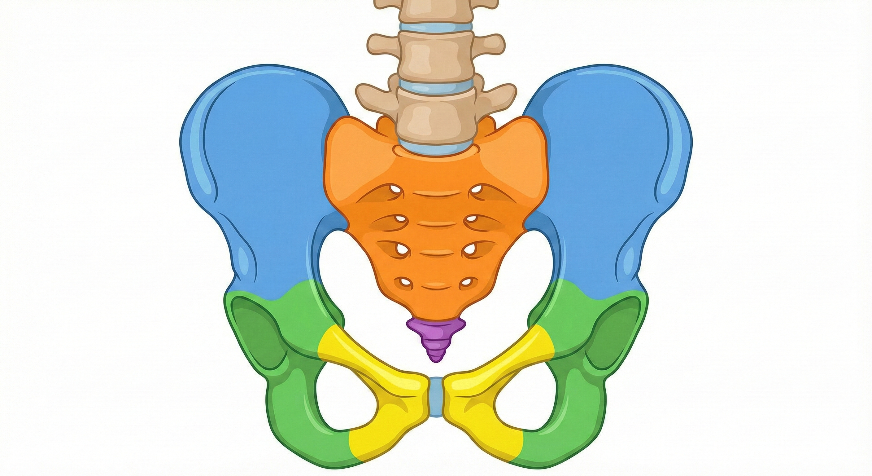 骨盤の解剖図イメージ