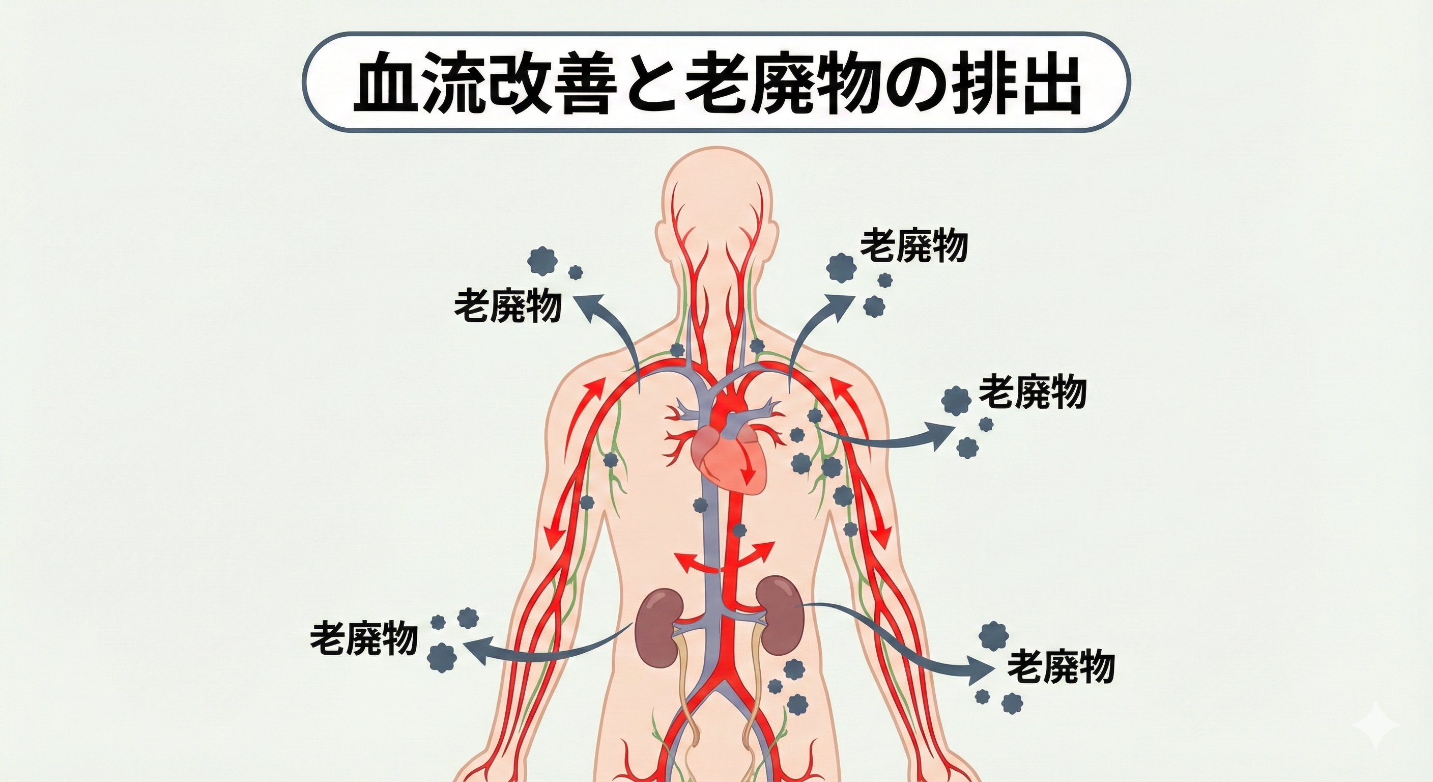 血流が良くなるイメージ