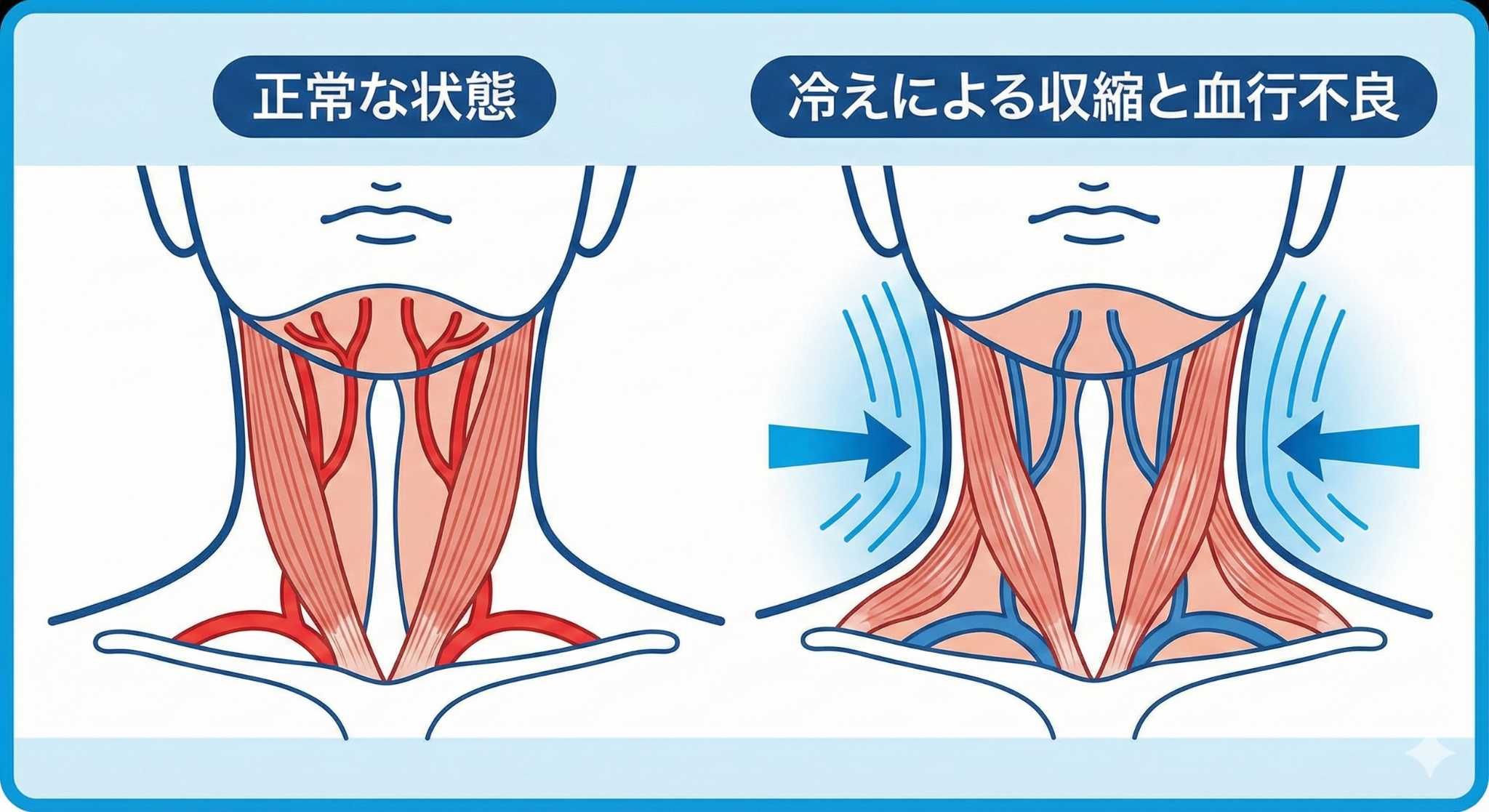 首の血管や筋肉のイメージ