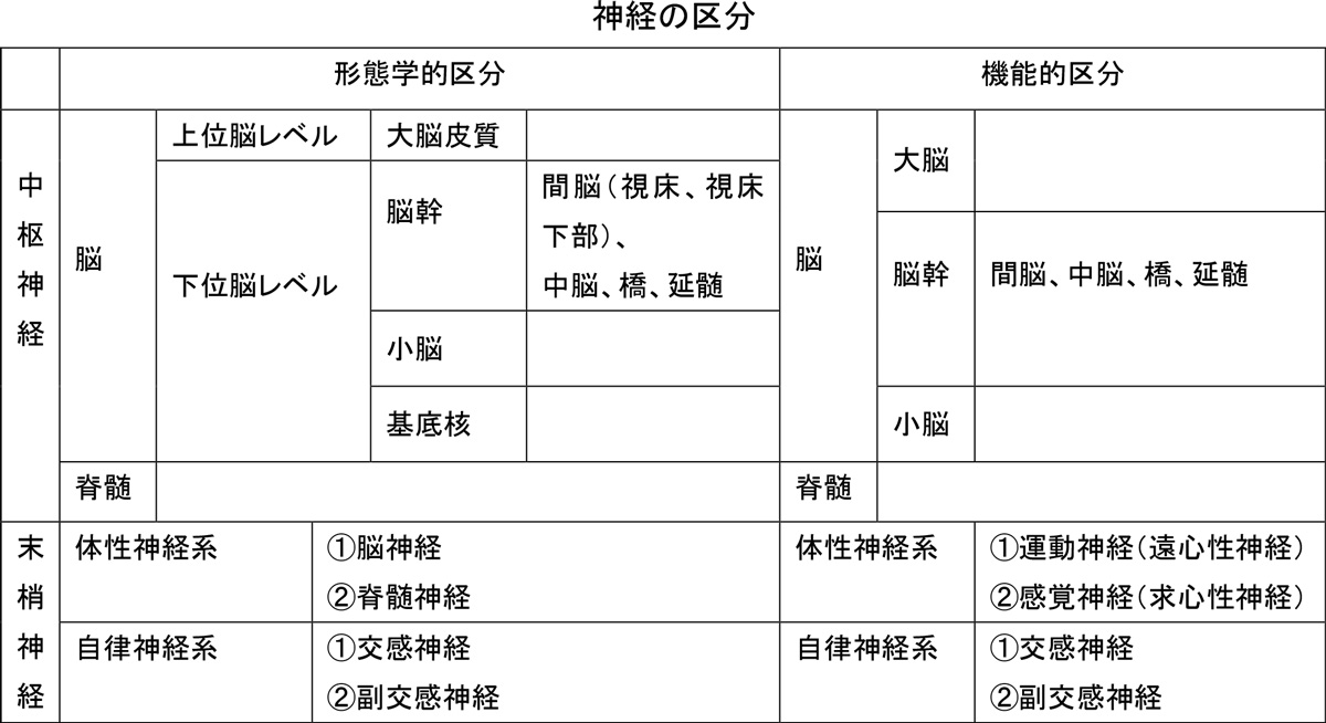 神経の区分の表