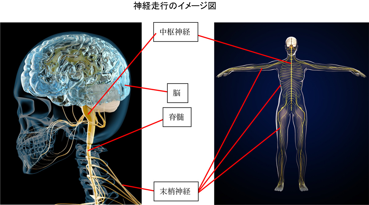 神経走行のイメージ図