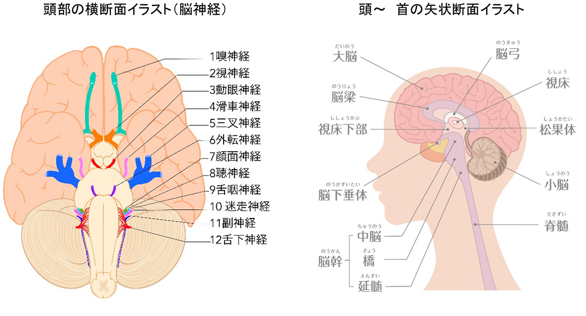 頭部の横断面イラスト（脳神経）　／頭～　首の矢状断面イラスト