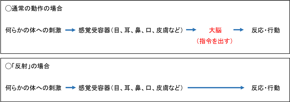 「通常の動作の場合」と「反射の場合」について
