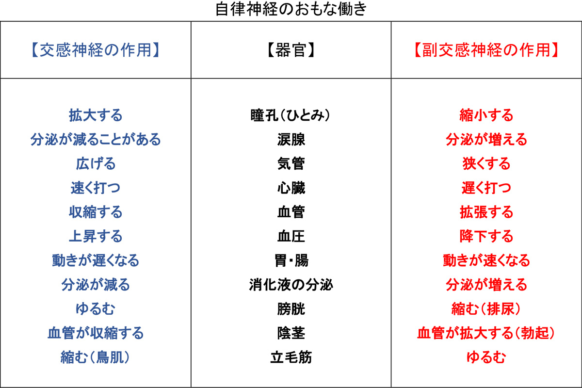 自律神経のおもな働き